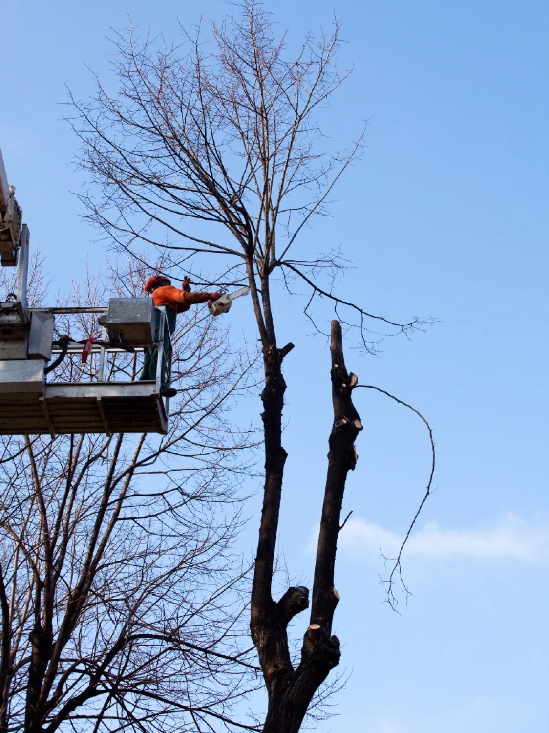 Élagage & abattage — Pévèle Espaces Verts